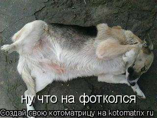 Котоматрица: ну что на фотколся