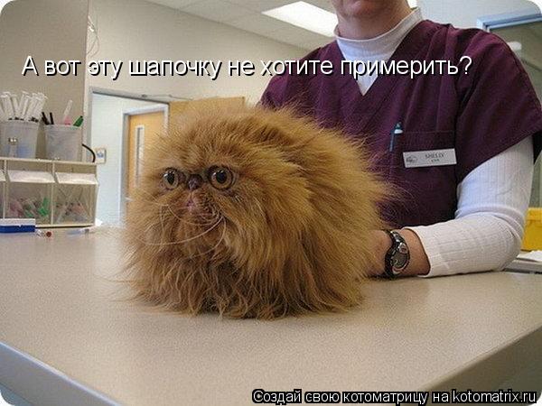 Котоматрица: А вот эту шапочку не хотите примерить?