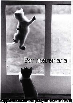 Котоматрица: Вот прилипала!