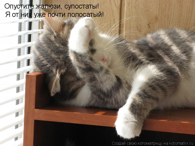 Котоматрица: Опустите жалюзи, супостаты! Я от них уже почти полосатый!