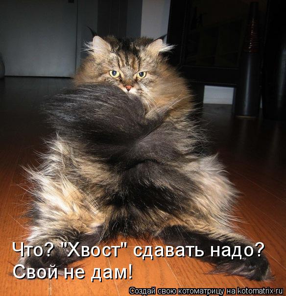 Что? "Хвост" сдавать надо? Свой не дам!... Котоматрица: Что? "Хвост" сдавать надо? Свой не дам!