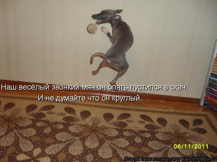 Котоматрица: Наш весёлый звонкий мяч он опять пустился в скач. И не думайте что он круглый.