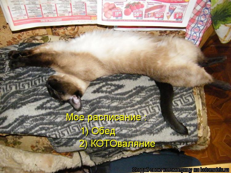 Котоматрица: Мое расписание : 1) Обед 2) КОТОваляние