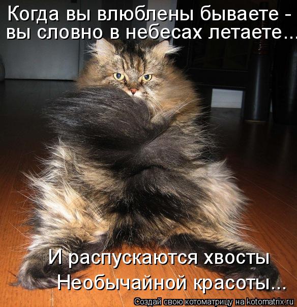 Котоматрица: И распускаются хвосты Необычайной красоты... Когда вы влюблены бываете -  вы словно в небесах летаете...