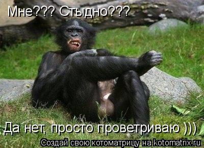 Котоматрица: Мне??? Стыдно??? Да нет, просто проветриваю )))