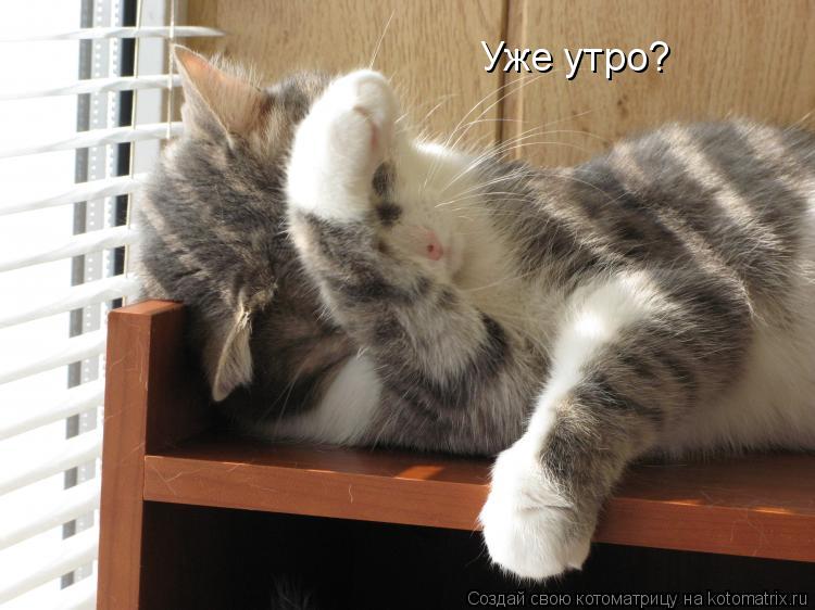 Котоматрица: Уже утро?