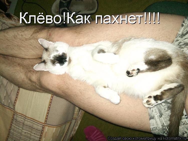 Котоматрица: Клёво!Как пахнет!!!!