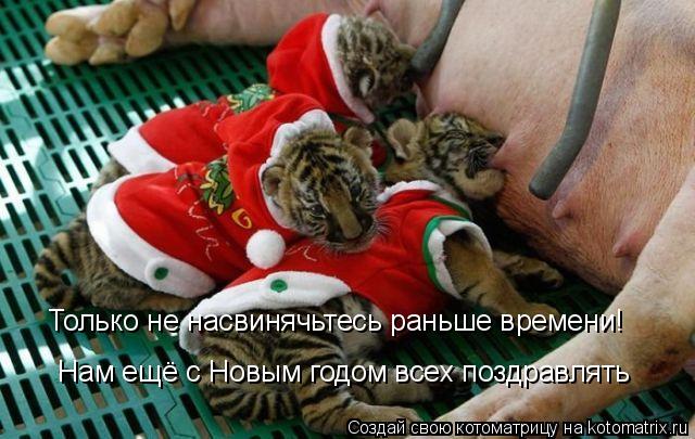 Котоматрица: Только не насвинячьтесь раньше времени!  Нам ещё с Новым годом всех поздравлять