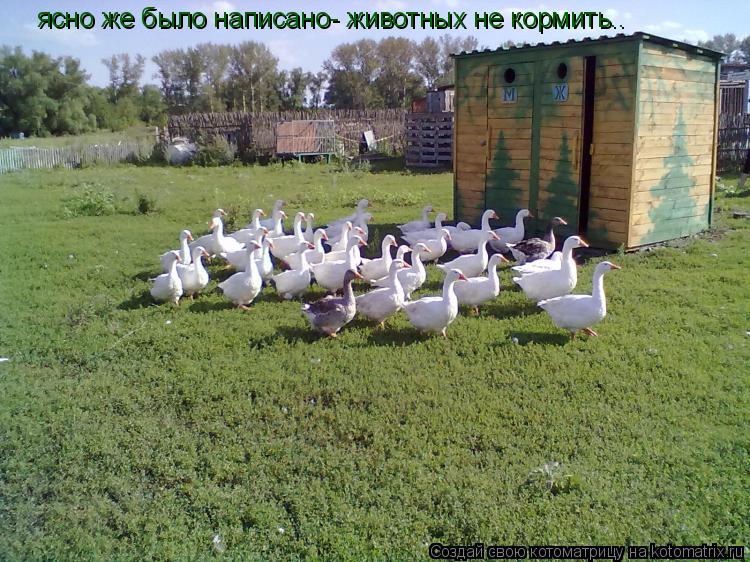 Котоматрица: вот люди.. четко же написано "животных не кормить" -не понимаютпускай теперь в очередь становятся.. ясно же было написано- животных не кормит