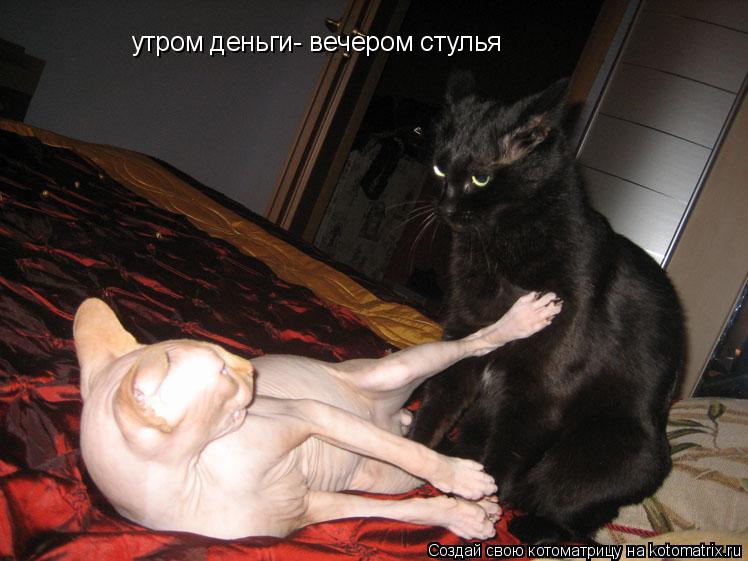 Котоматрица: утром деньги- вечером стулья