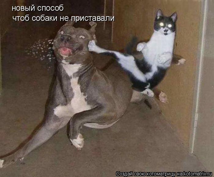 Котоматрица: новый способ  чтоб собаки не приставали