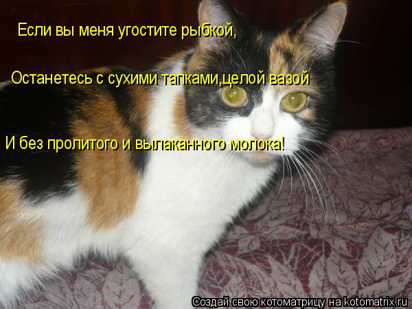 Котоматрица: Если вы меня угостите рыбкой, Останетесь с сухими тапками,целой вазой И без пролитого и вылаканного молока!
