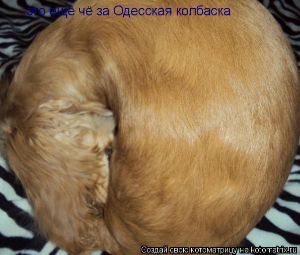 Котоматрица: это ещё чё за Одесская колбаска