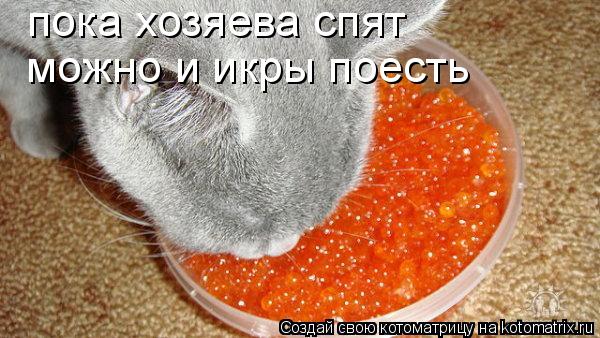 Котоматрица: пока хозяева спят можно и икры поесть