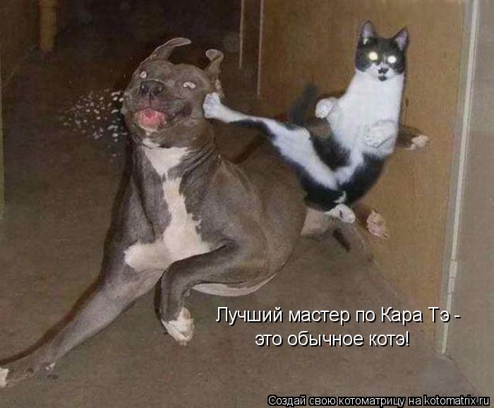 Котоматрица: Лучший мастер по Кара Тэ - это обычное котэ!