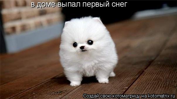Котоматрица: в доме выпал первый снег
