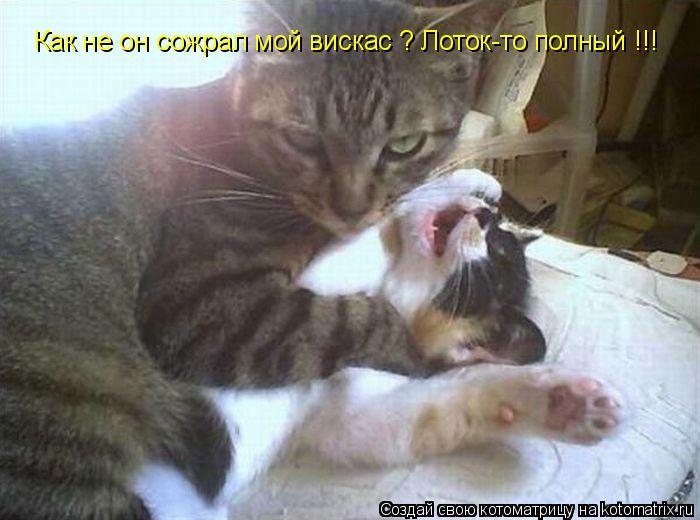 Котоматрица: Как не он сожрал мой вискас ? Лоток-то полный !!!