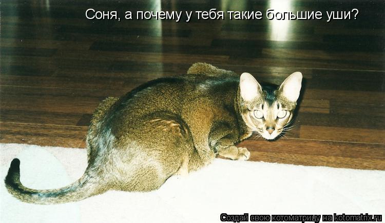 Котоматрица: Соня, а почему у тебя такие большие уши?