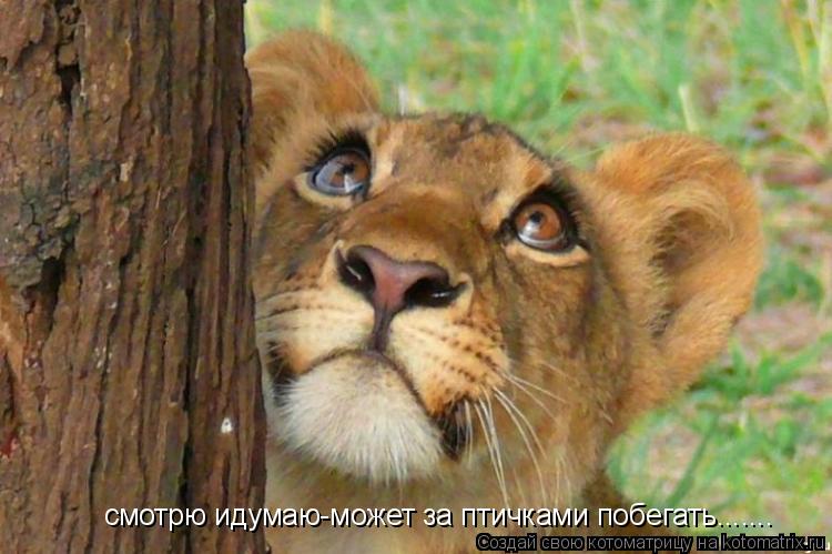 Котоматрица: смотрю идумаю-может за птичками побегать.......