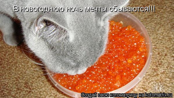 Котоматрица: В новогоднюю ночь мечты сбываются!!!