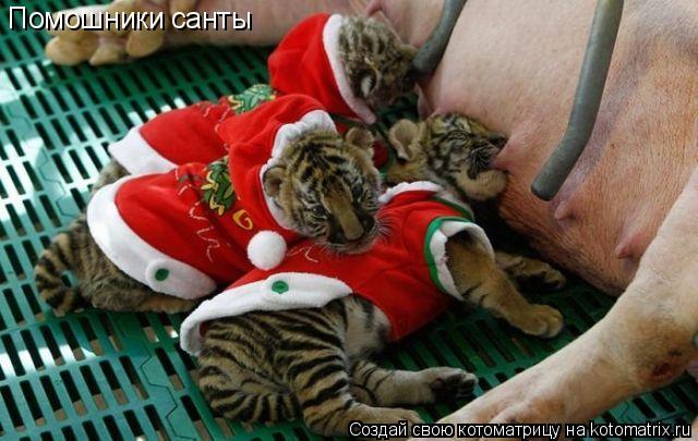 Котоматрица: Помошники  санты