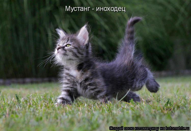 Котоматрица: Мустанг - иноходец