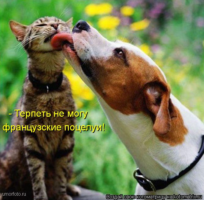 - Терпеть не могу французские поцелуи!... Котоматрица: - Терпеть не могу французские поцелуи!
