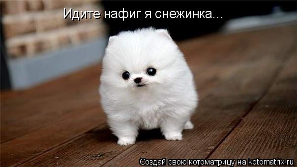 Котоматрица: Идите нафиг я снежинка...