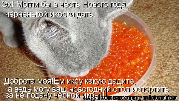 Котоматрица: Эх! Могли бы в честь Нового года чёрненькой икорки дать! Доброта моя!Ем икру какую дадите, а ведь могу ваш новогодний стол испортить  за не по
