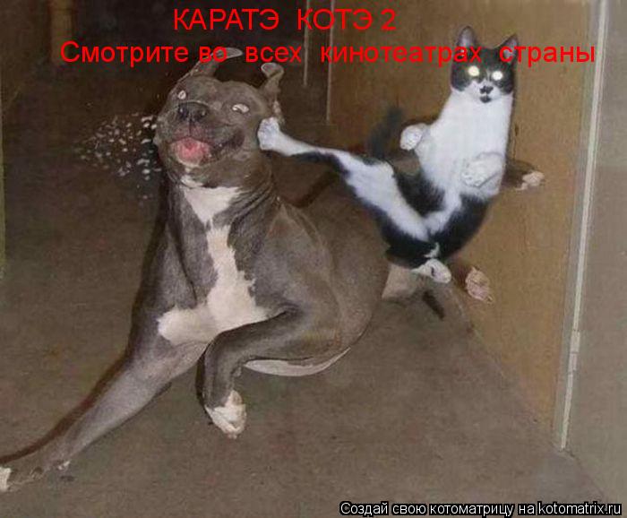 Котоматрица: КАРАТЭ  КОТЭ 2 Смотрите во  всех  кинотеатрах  страны