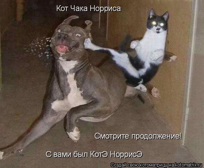 Котоматрица: Кот Чака Норриса Смотрите продолжение! С вами был КотЭ НоррисЭ