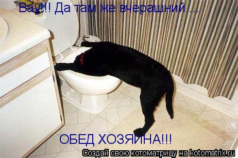 Котоматрица: Вау!!! Да там же вчерашний ... ОБЕД ХОЗЯИНА!!!