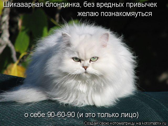 Котоматрица: Шикааарная блондинка, без вредных привычек  желаю познакомяуться  о себе:90-60-90 (и это только лицо)