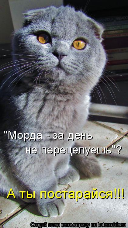 Котоматрица: А ты постарайся!!! не перецелуешь"? "Морда - за день