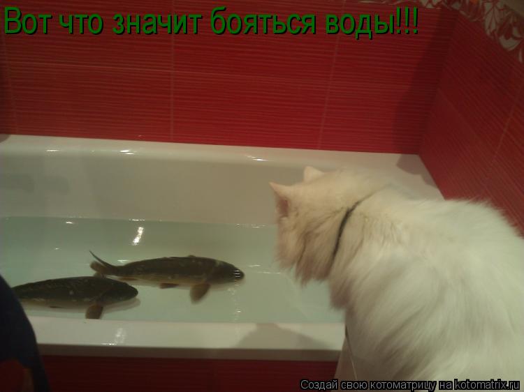 Котоматрица: Вот что значит бояться воды!!!