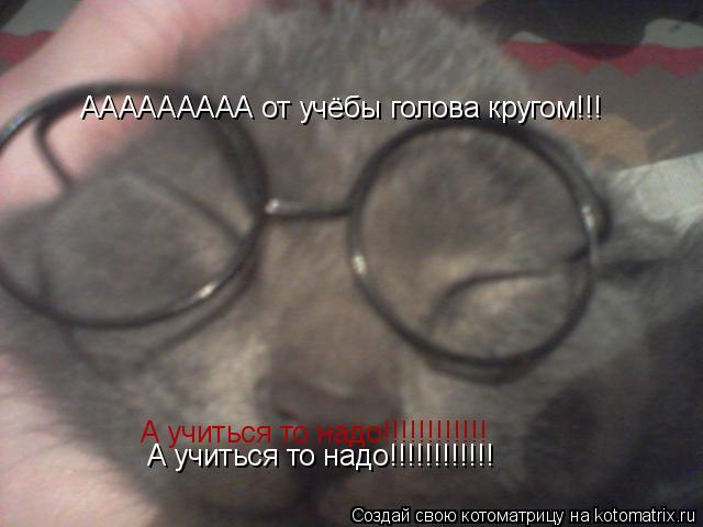 Котоматрица: ААААААААА от учёбы голова кругом!!! А учиться то надо!!!!!!!!!!!! А учиться то надо!!!!!!!!!!!!
