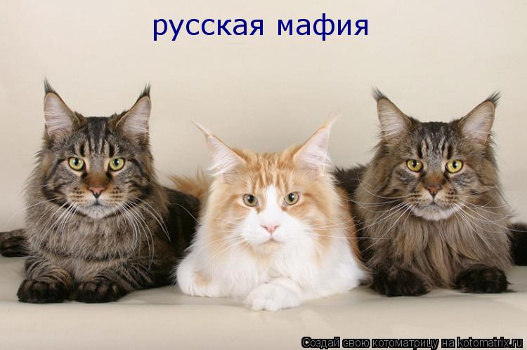 Котоматрица: русская мафия