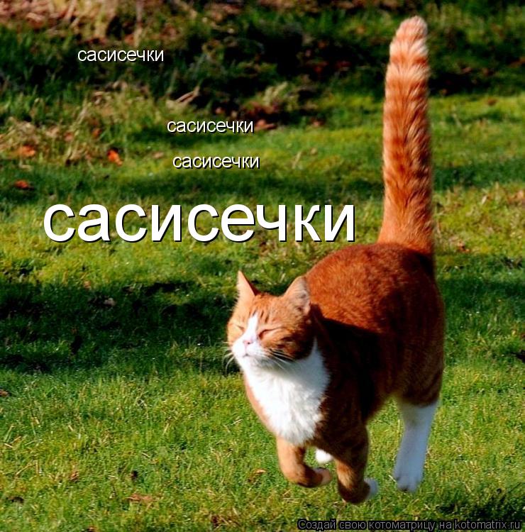 Котоматрица: сасисечки сасисечки сасисечки сасисечки