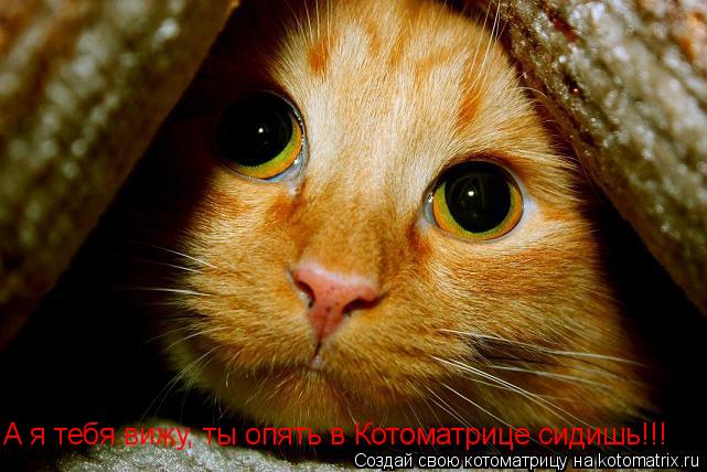 Котоматрица: А я тебя вижу, ты опять в Котоматрице сидишь!!!