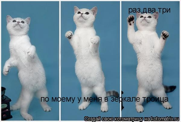 Котоматрица: раз,два,три  по моему у меня в зеркале троица