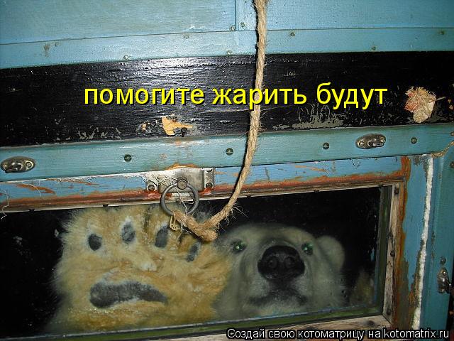 Котоматрица: помогите жарить будут