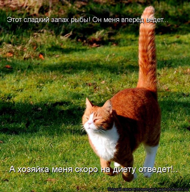 Котоматрица: Этот сладкий запах рыбы! Он меня вперёд ведет... А хозяйка меня скоро на диету отведет!..