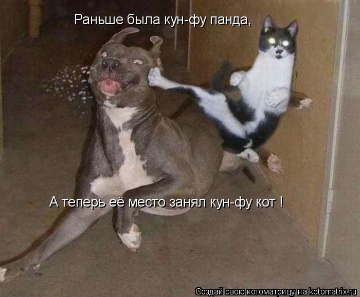 Котоматрица: Раньше была кун-фу панда, А теперь её место занял кун-фу кот !