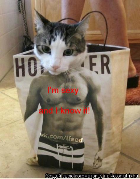 Котоматрица: and I know it! I'm sexy