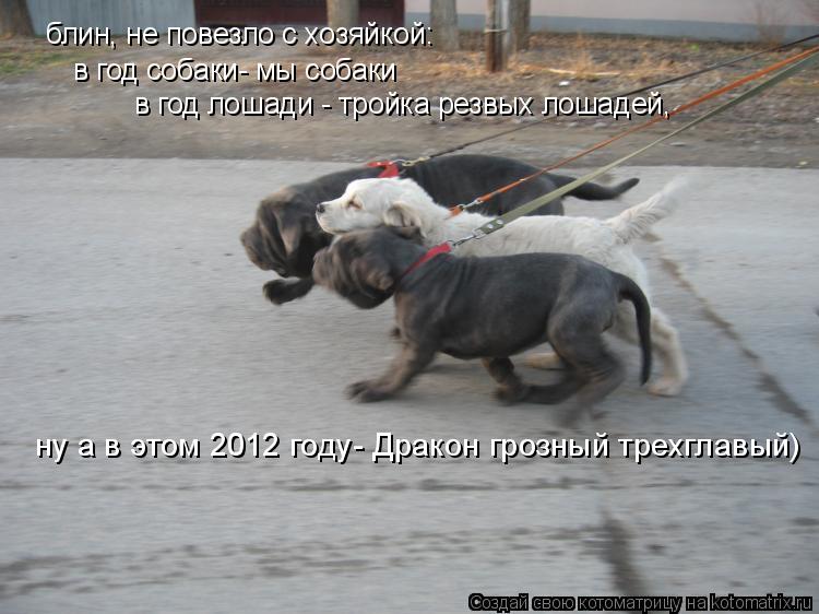 Котоматрица: блин, не повезло с хозяйкой: в год собаки- мы собаки в год лошади - тройка резвых лошадей, ну а в этом 2012 году- Дракон грозный трехглавый)