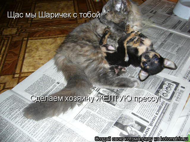 Котоматрица: Щас мы Шаричек с тобой Сделаем хозяину ЖЕЛТУЮ прессу!