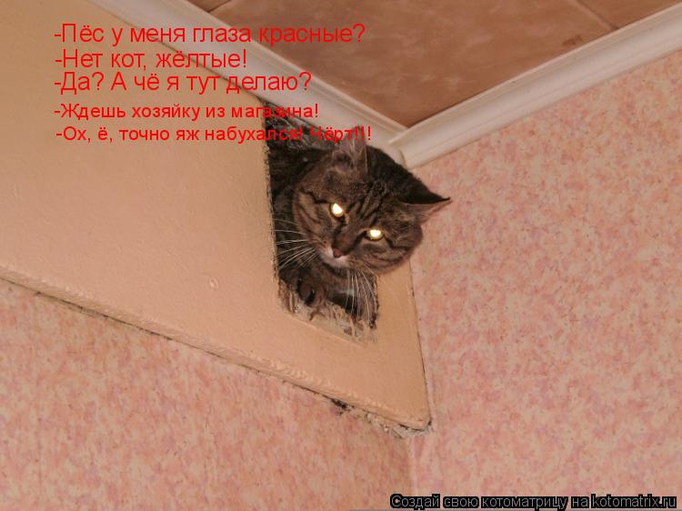 Котоматрица: -Пёс у меня глаза красные? -Нет кот, жёлтые! -Да? А чё я тут делаю? -Ждешь хозяйку из магазина! -Ох, ё, точно яж набухался! Чёрт!!!
