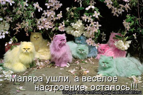 Котоматрица: - Маляра ушли, а веселое  настроение, осталось!!! настроение, осталось!!!