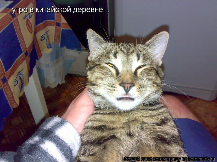 Котоматрица: утро в китайской деревне...