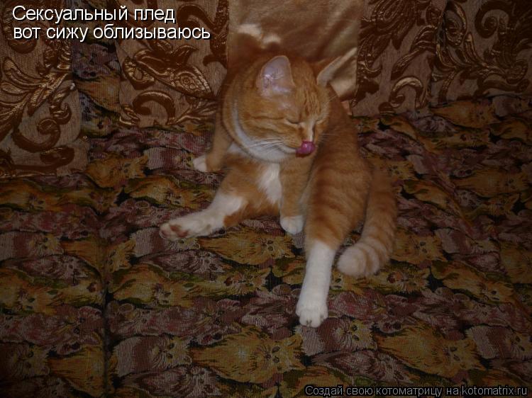 Котоматрица: Сексуальный плед вот сижу облизываюсь